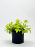 Philodendron Heartleaf Yellow