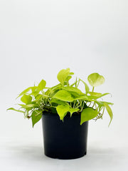Philodendron Heartleaf Yellow