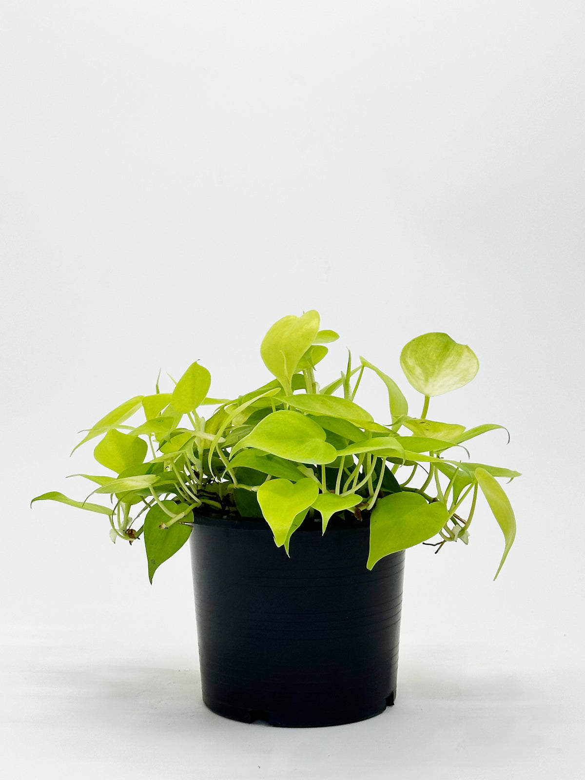 Philodendron Heartleaf Yellow