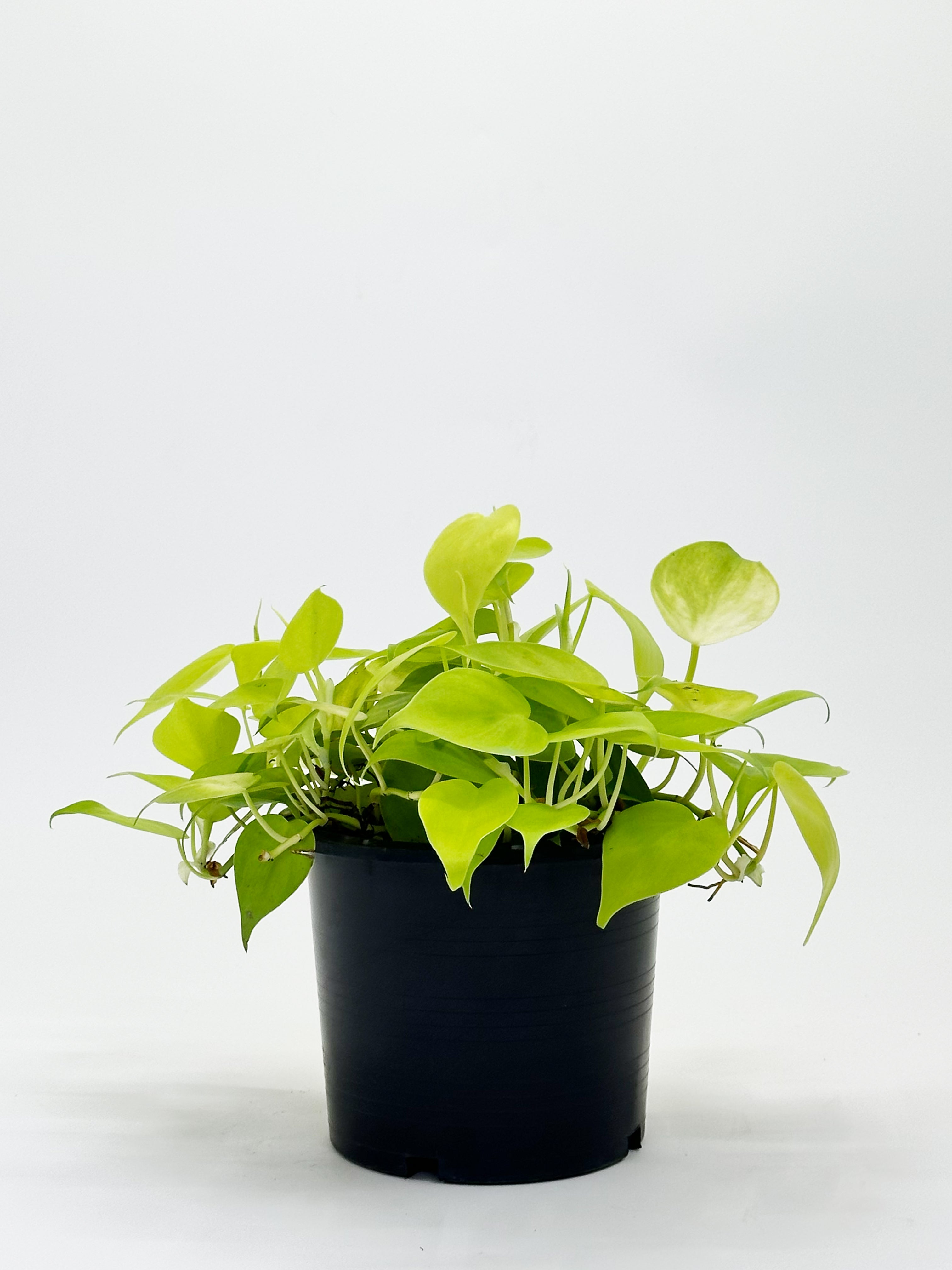 Philodendron Heartleaf Yellow