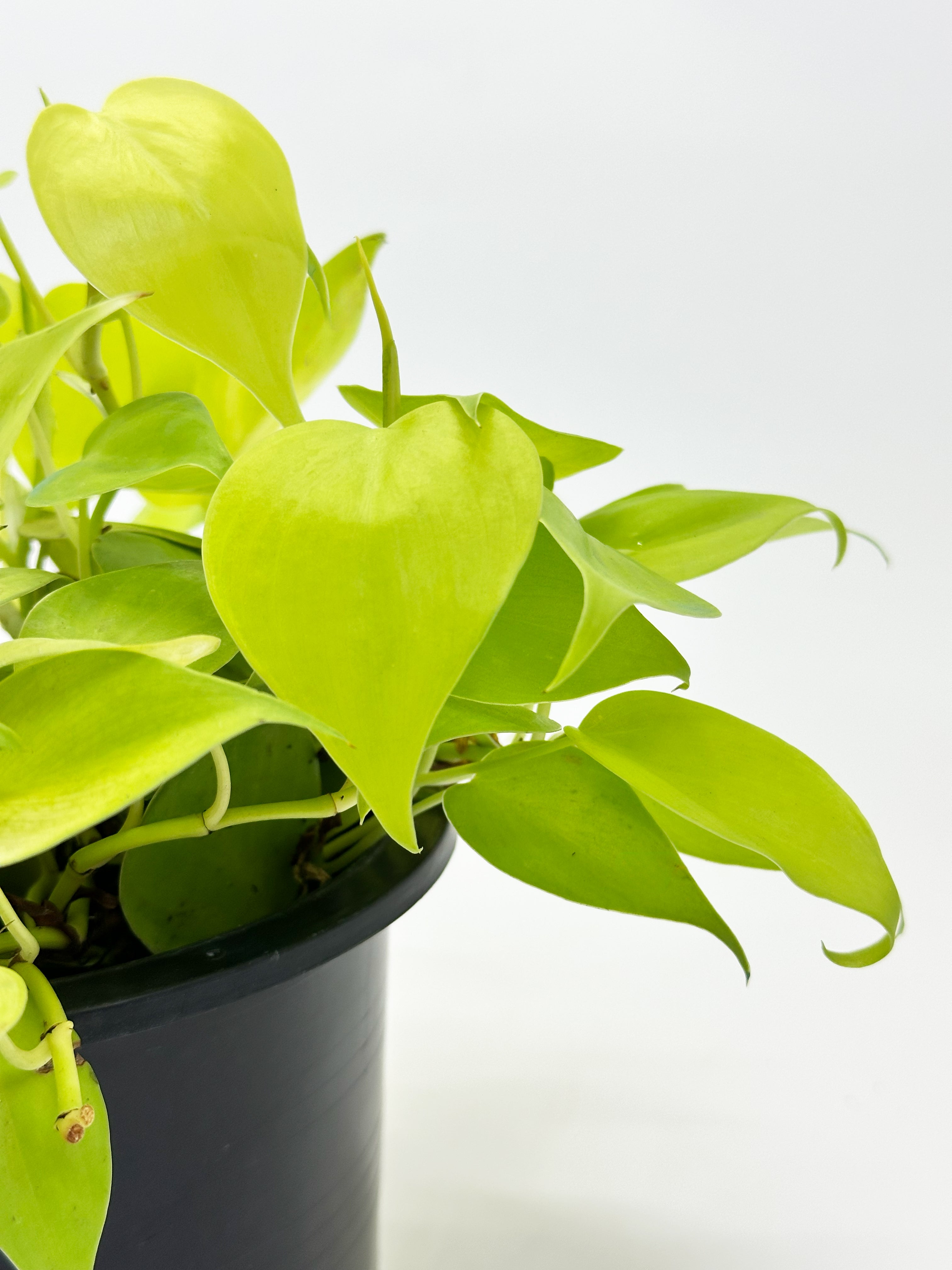 Philodendron Heartleaf Yellow