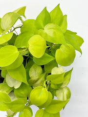Philodendron Heartleaf Yellow