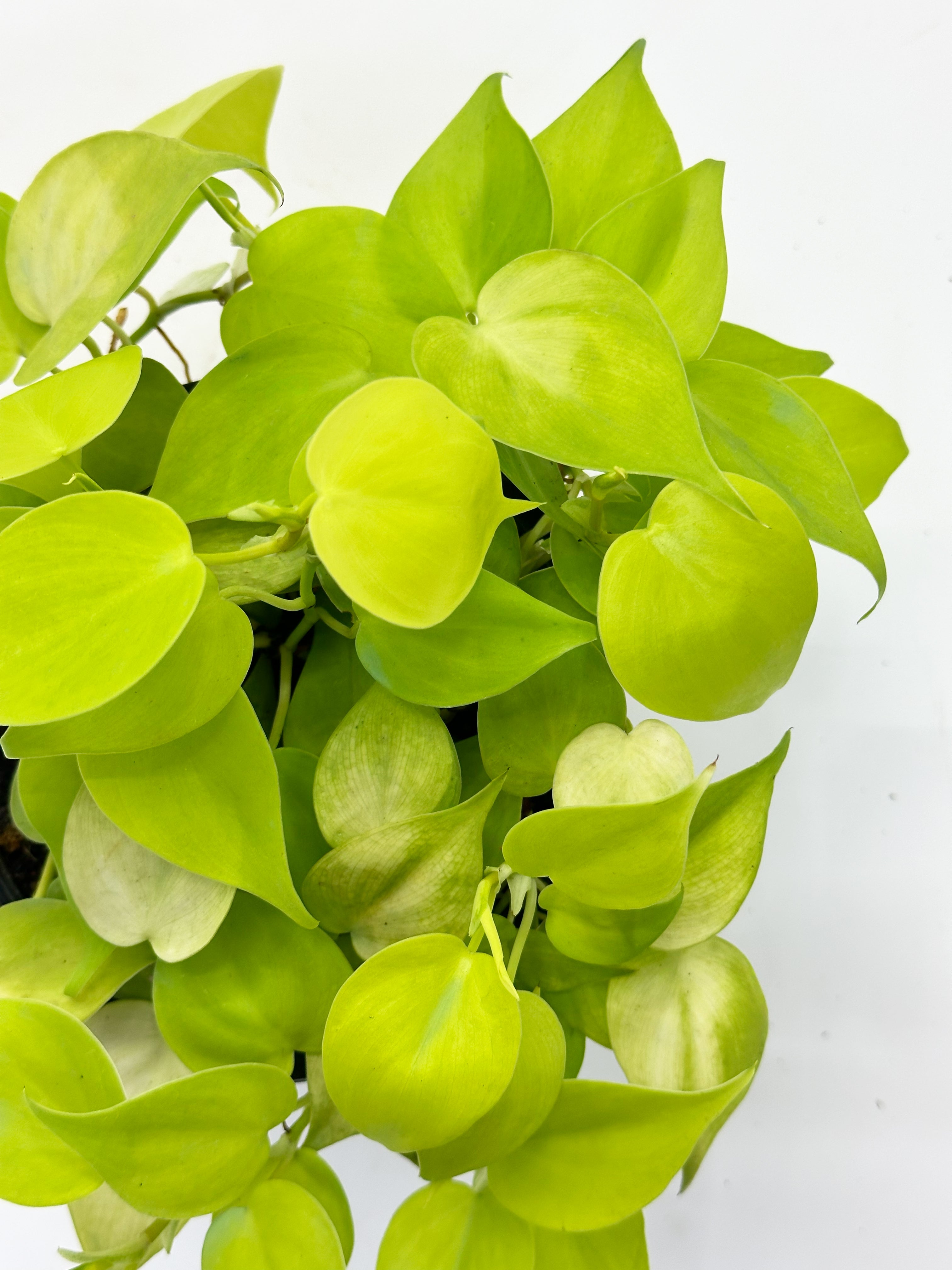 Philodendron Heartleaf Yellow