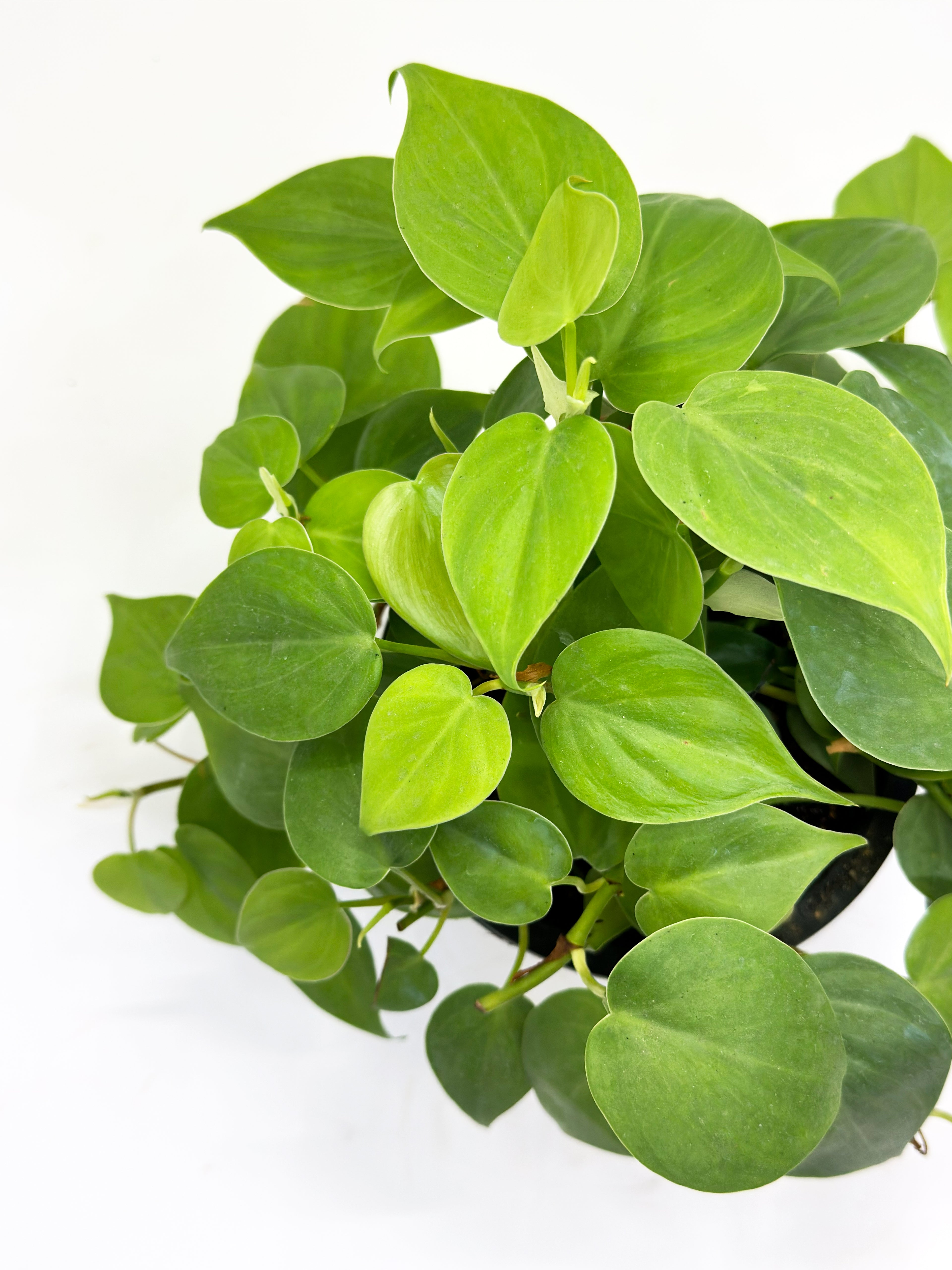 Philodendron Heartleaf