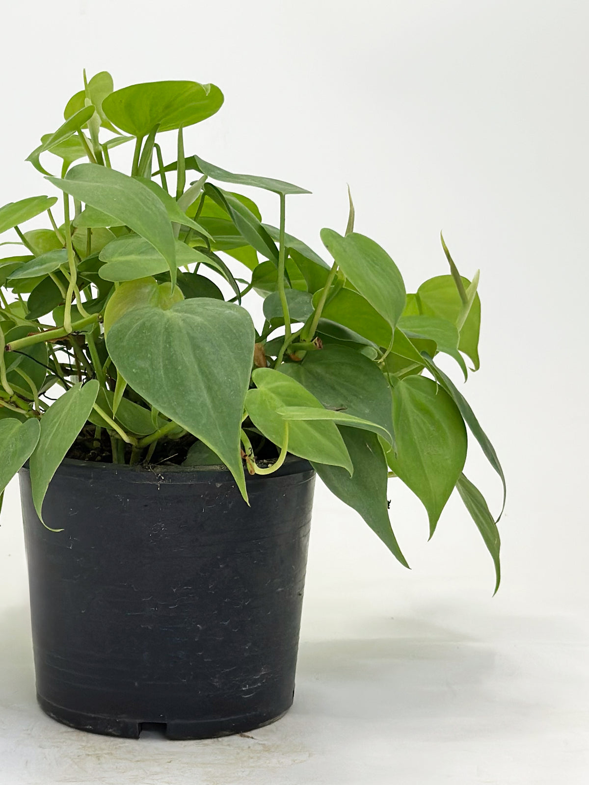 Philodendron Heartleaf
