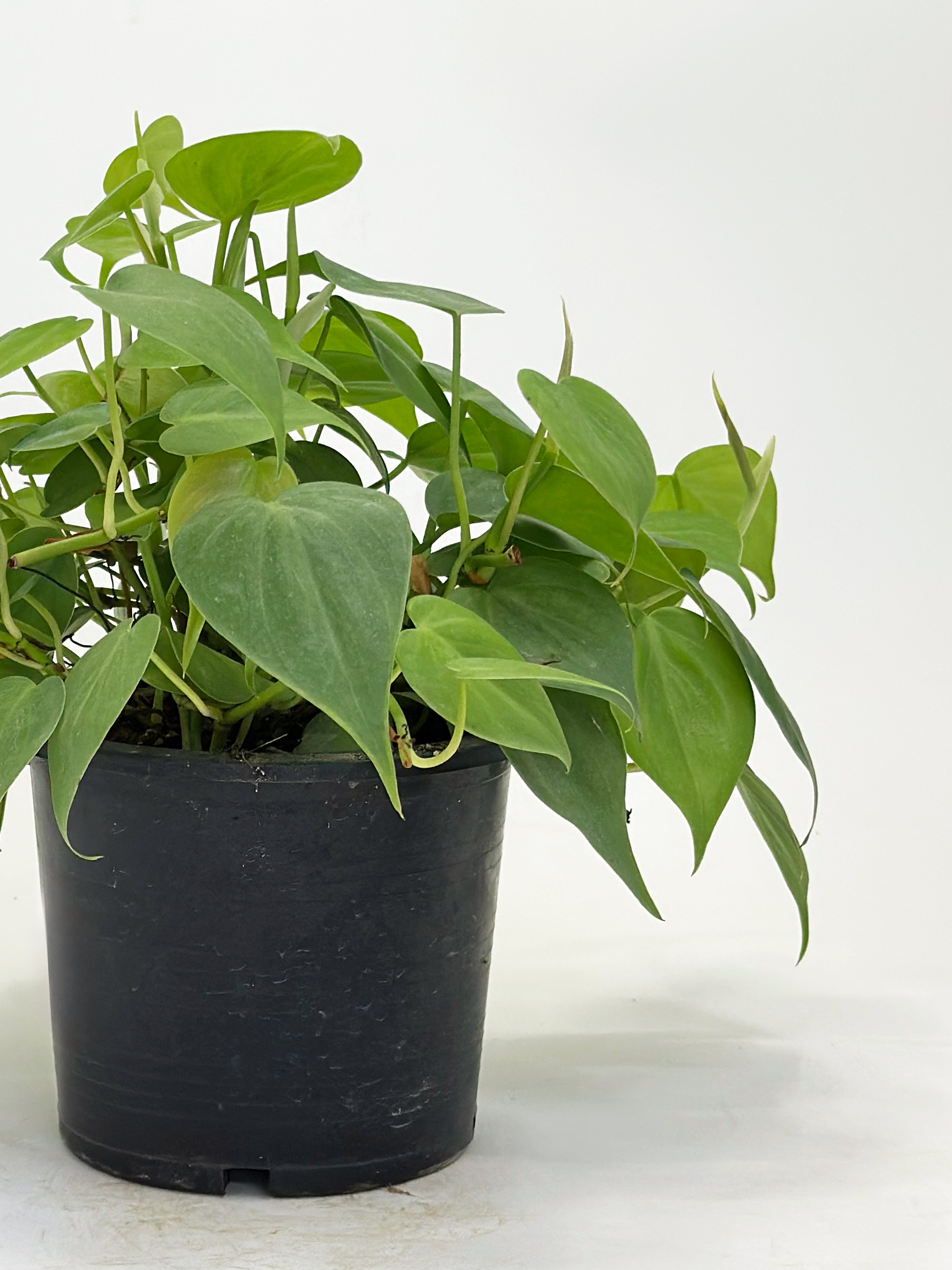 Philodendron Heartleaf