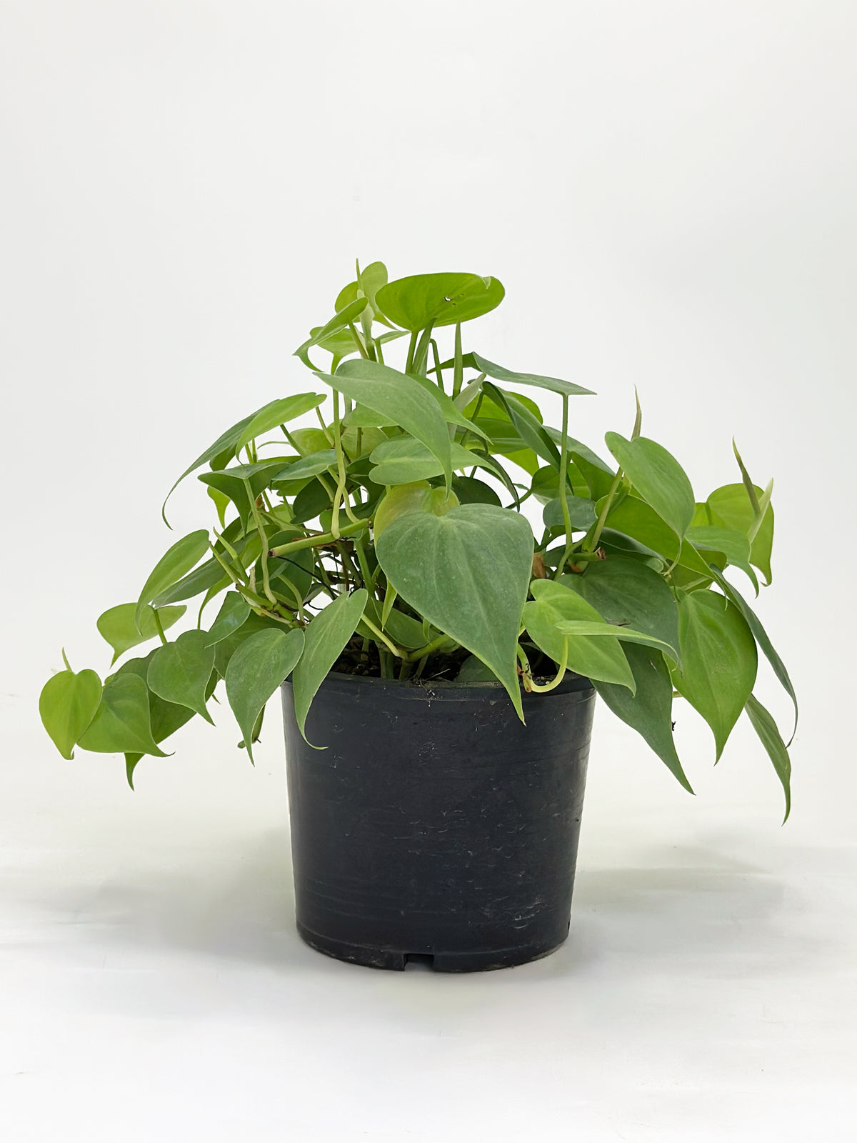 Philodendron Heartleaf