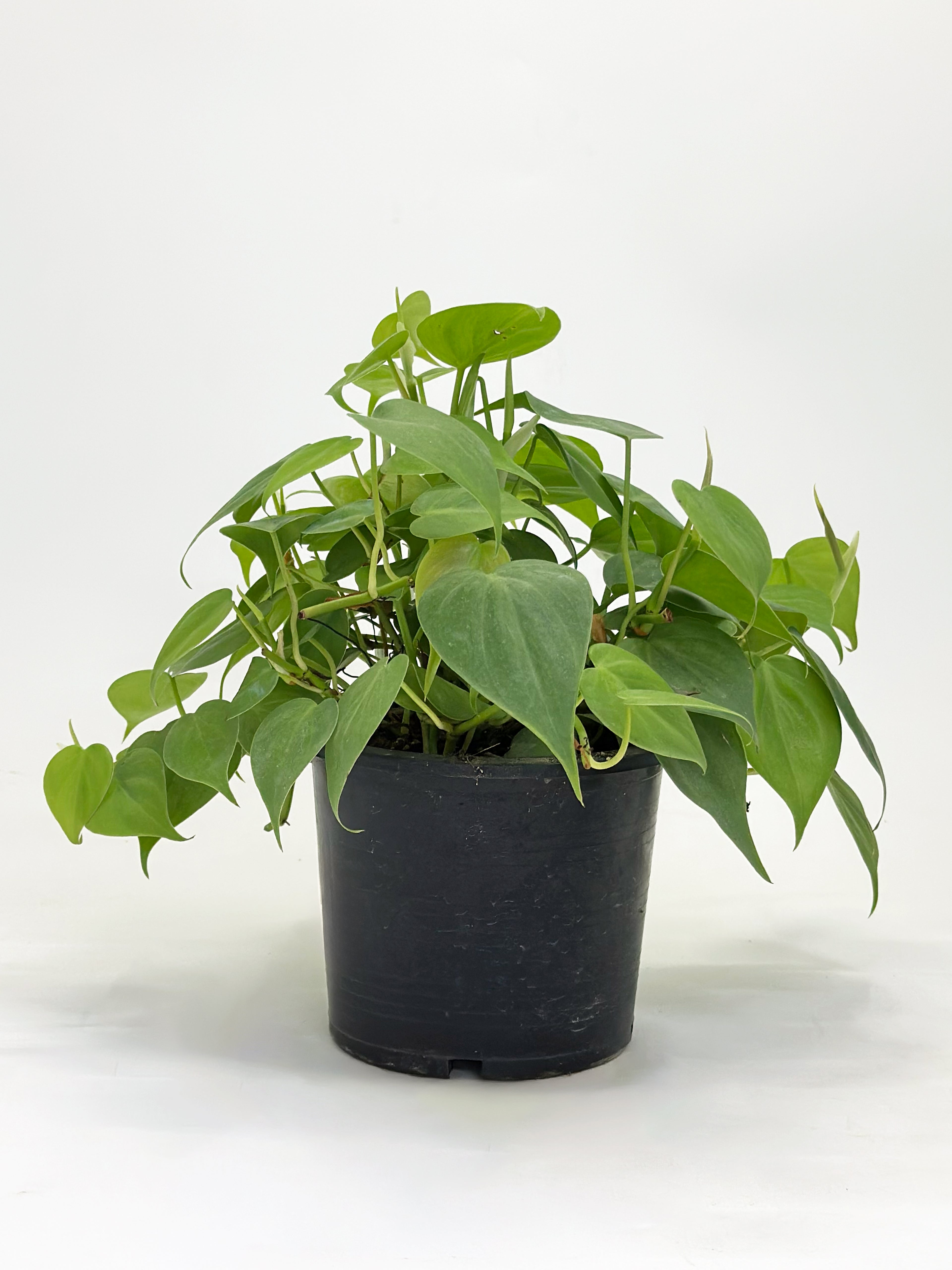 Philodendron Heartleaf