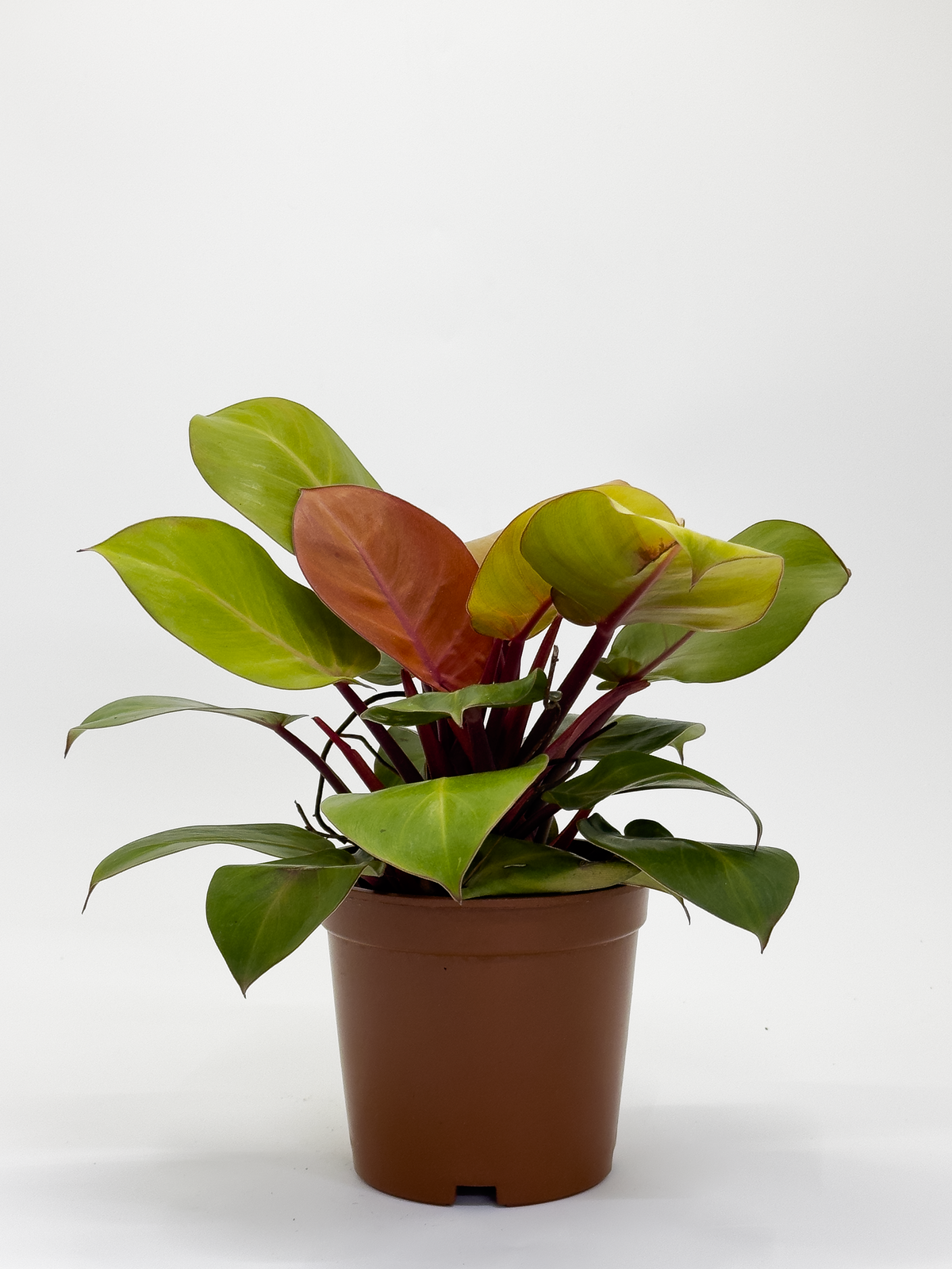 Philodendron Red Cherry