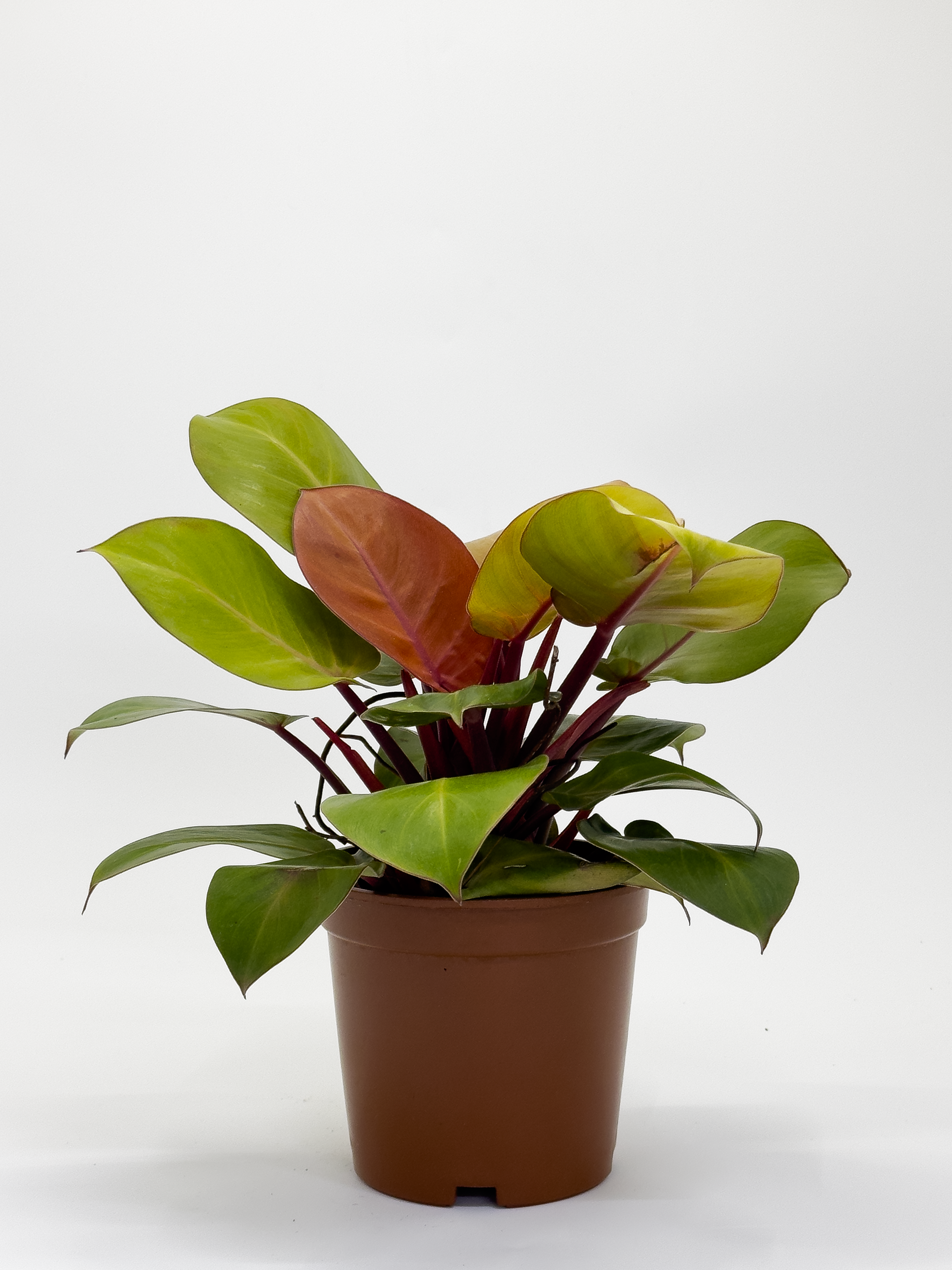 Philodendron Red Cherry