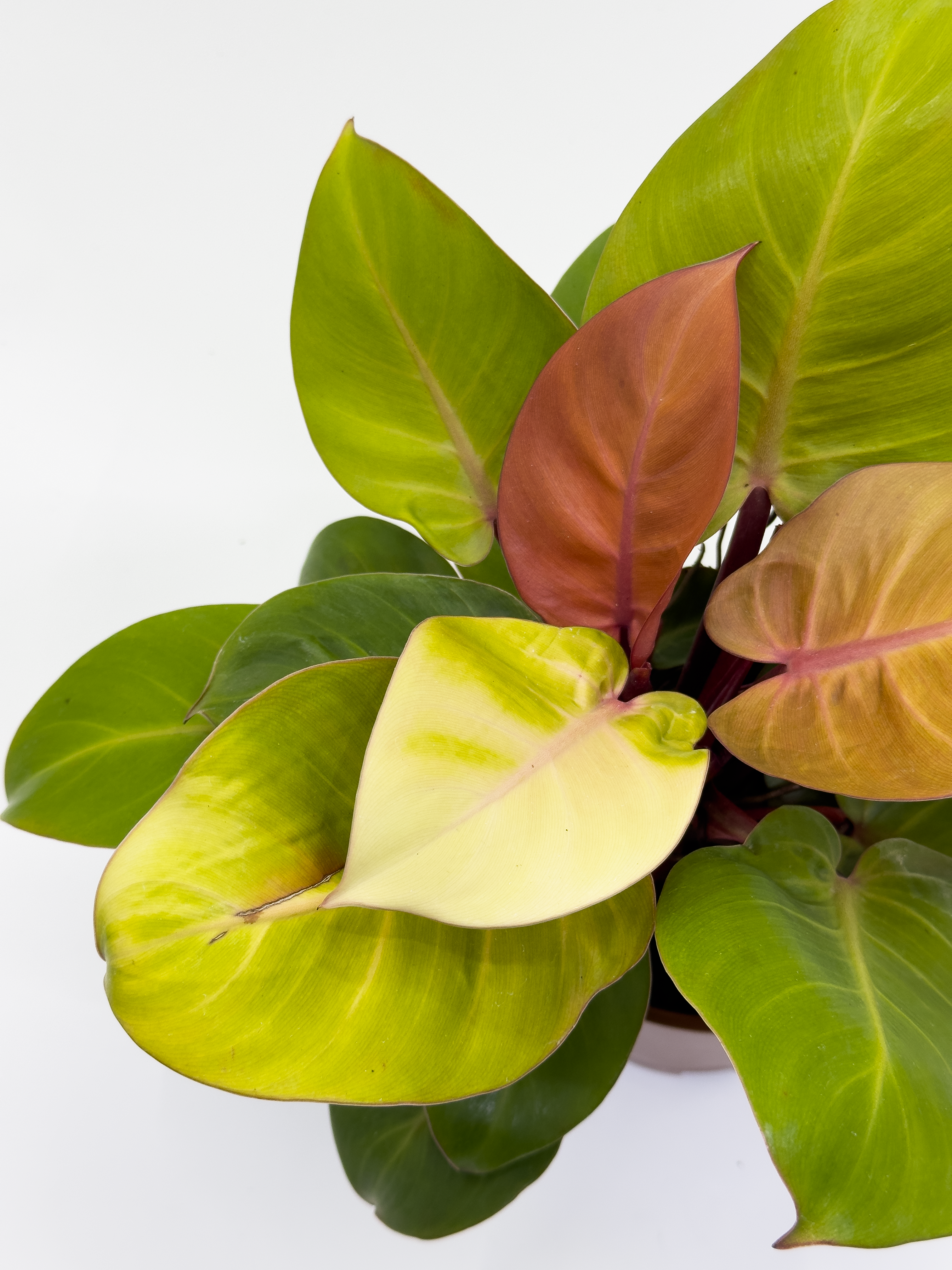 Philodendron Red Cherry