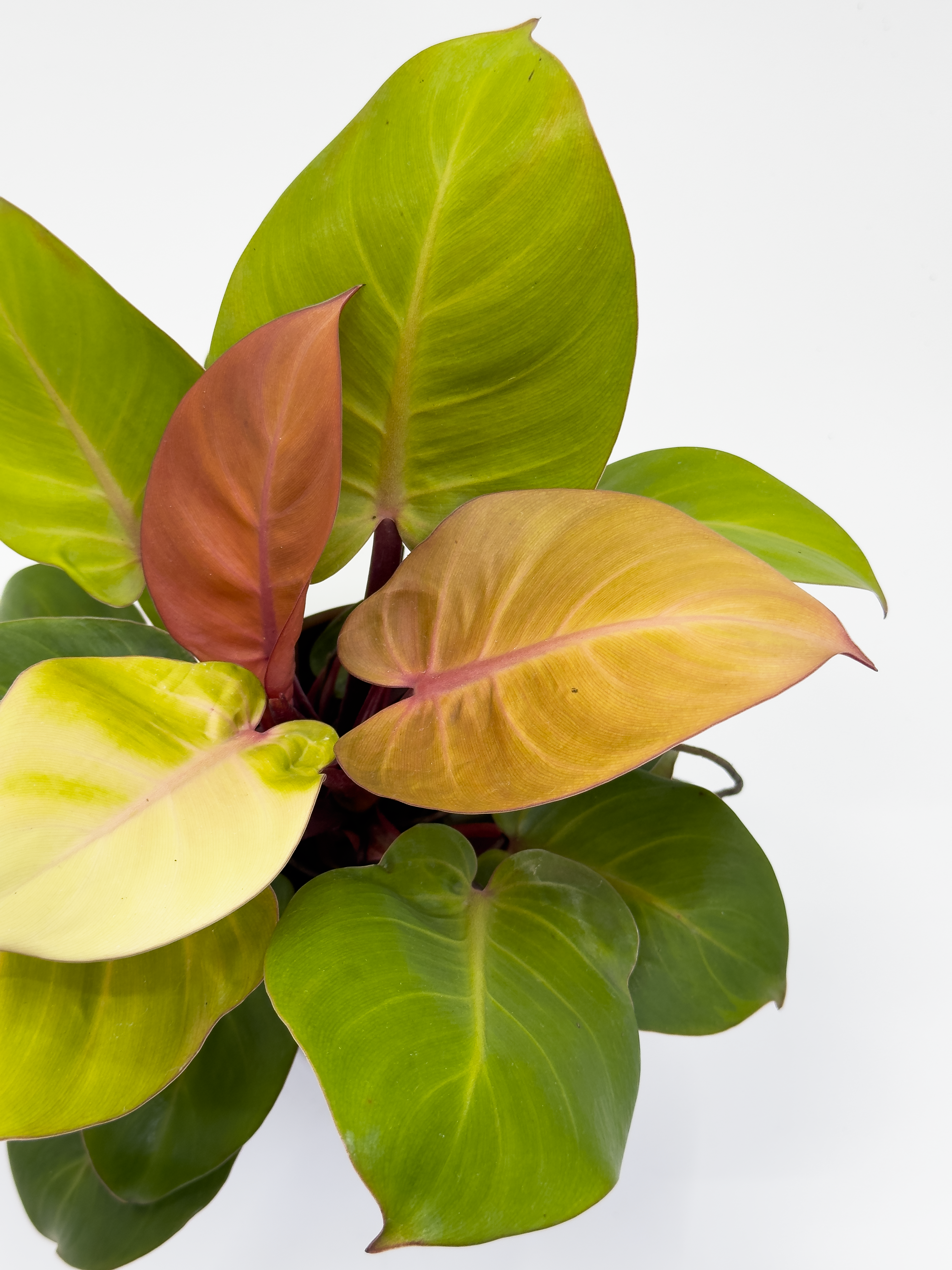 Philodendron Red Cherry