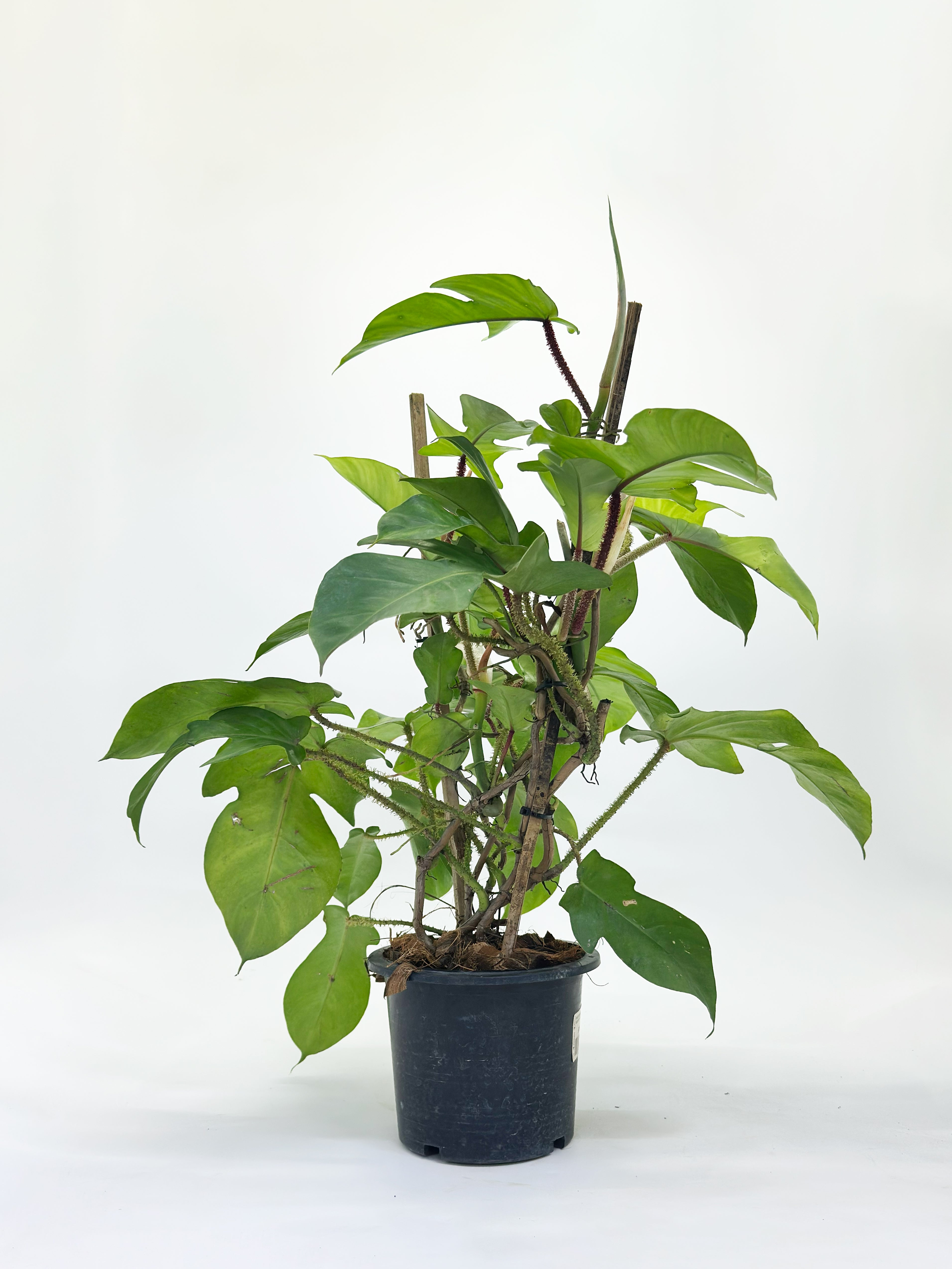 Philodendron Squamiferum
