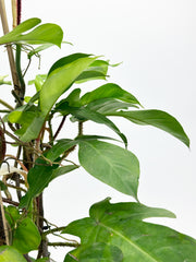 Philodendron Squamiferum