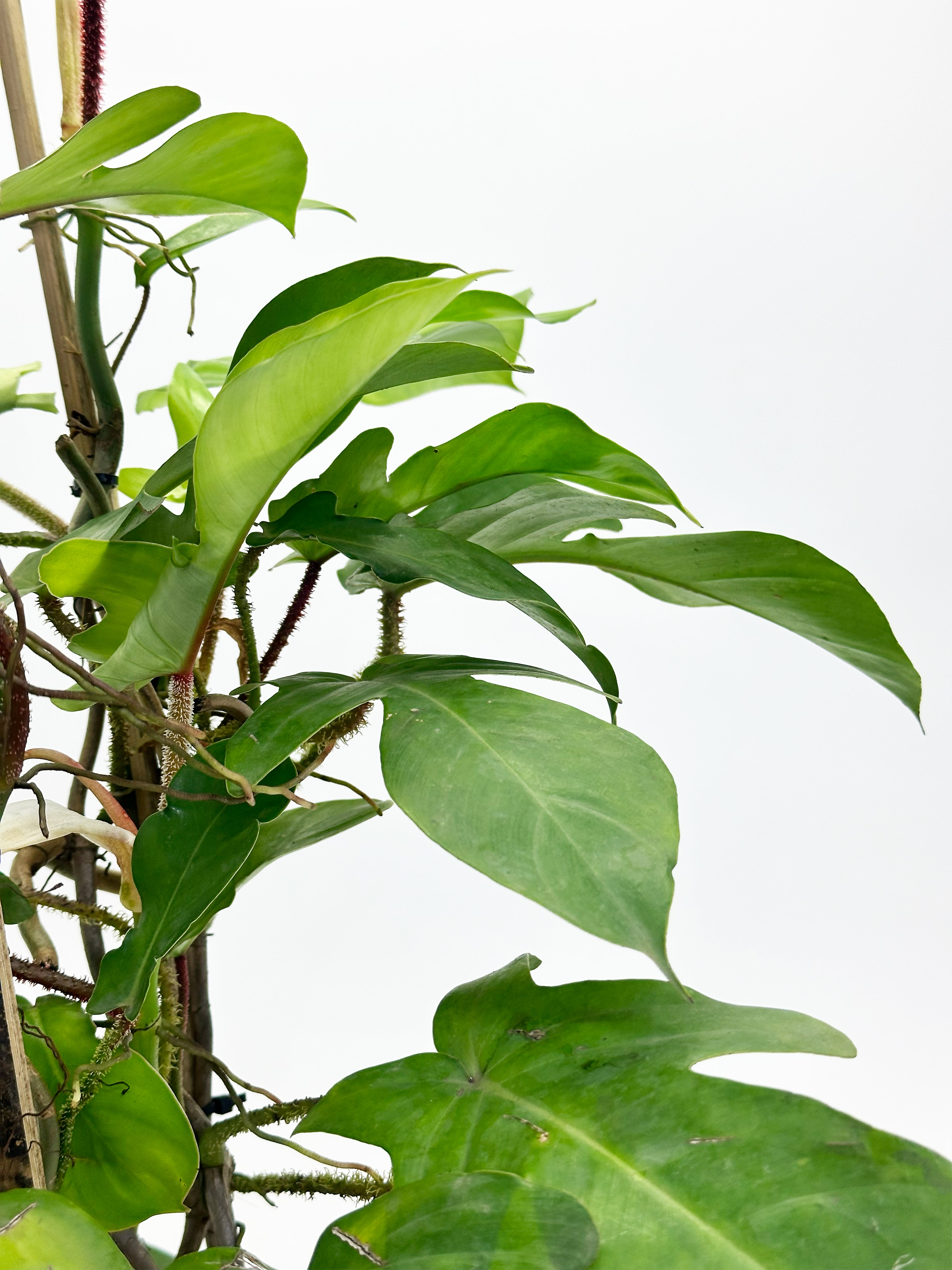 Philodendron Squamiferum