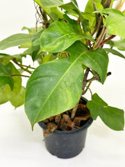 Philodendron Squamiferum