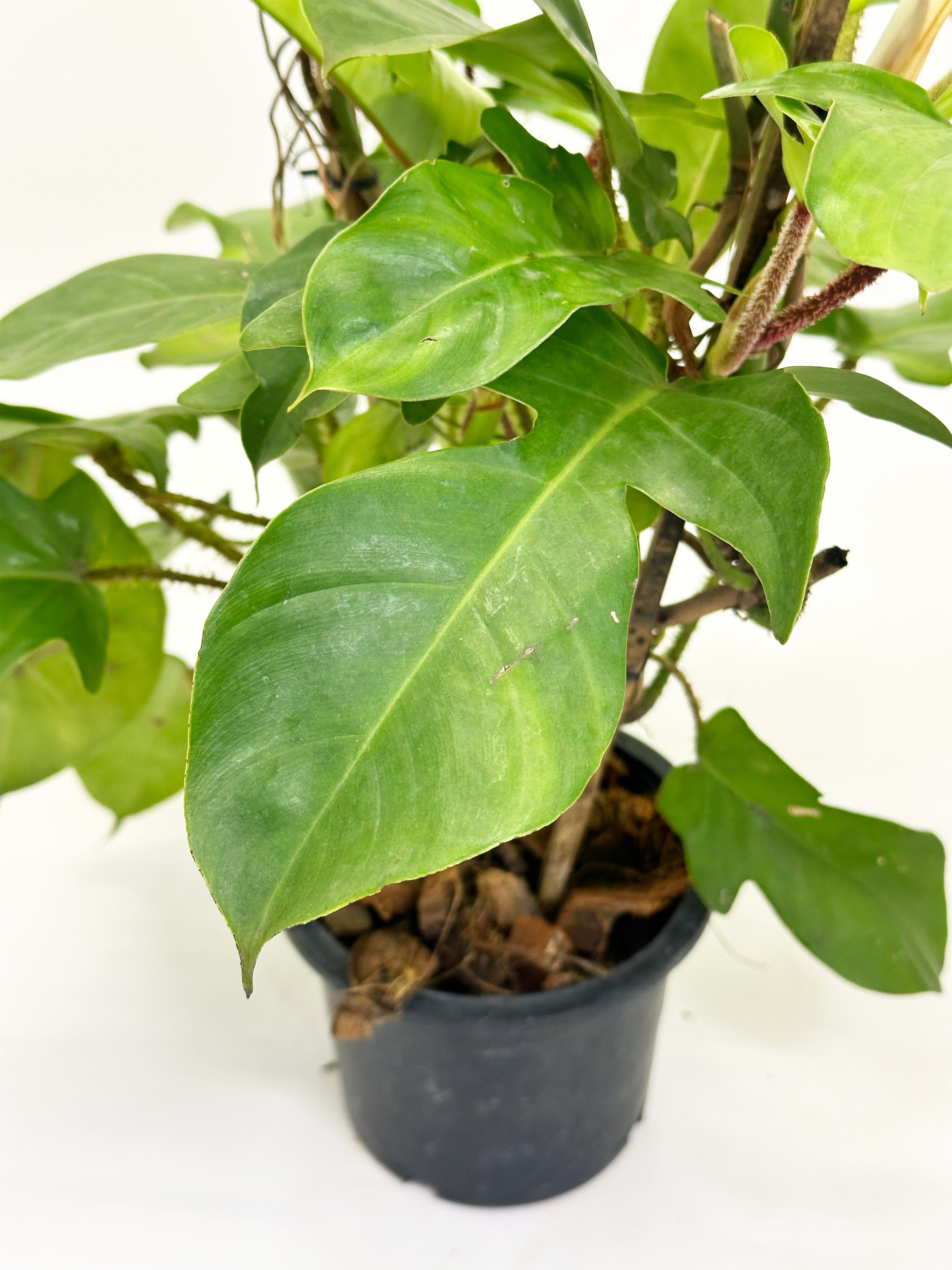 Philodendron Squamiferum