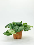 Scindapsus