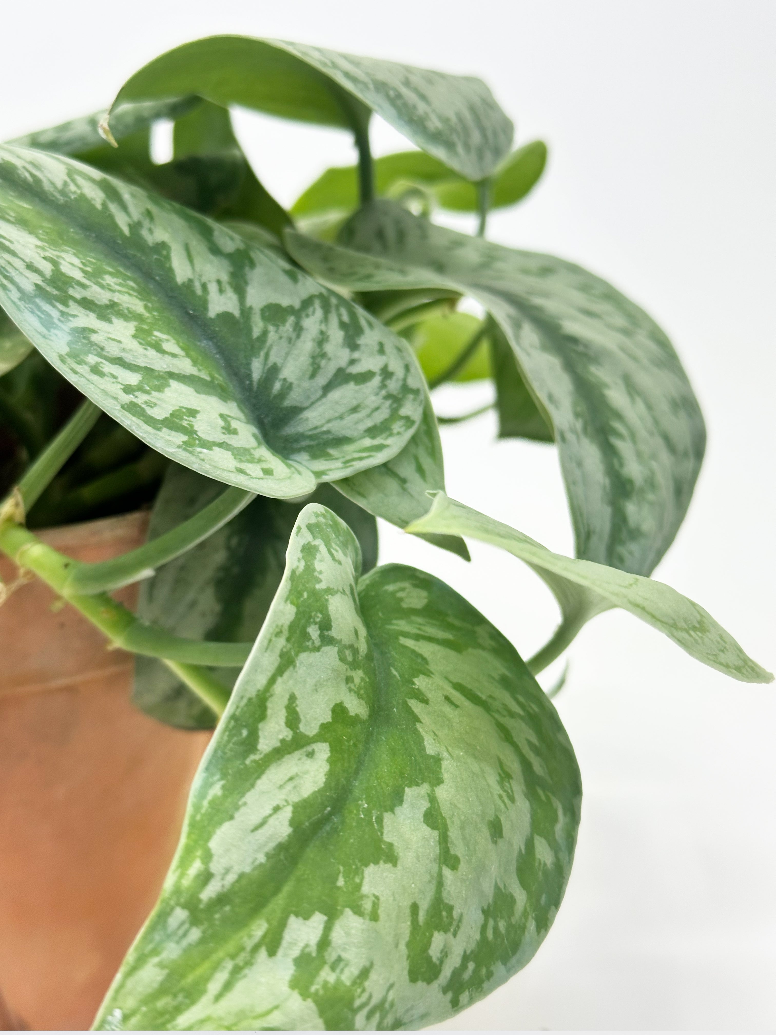 Scindapsus