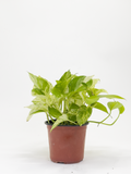 Scindapsus Aureum Marble Queen