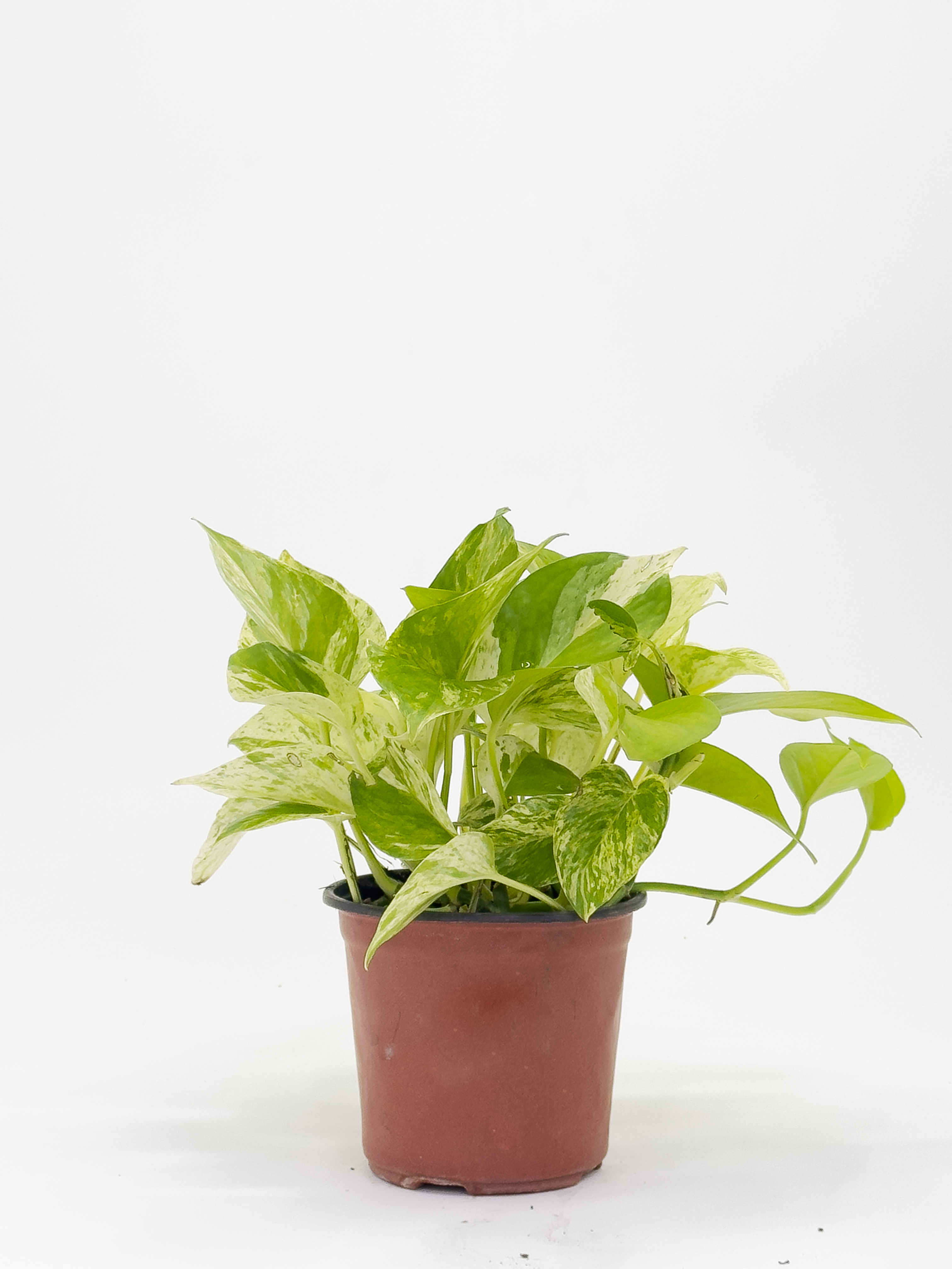 Scindapsus Aureum Marble Queen