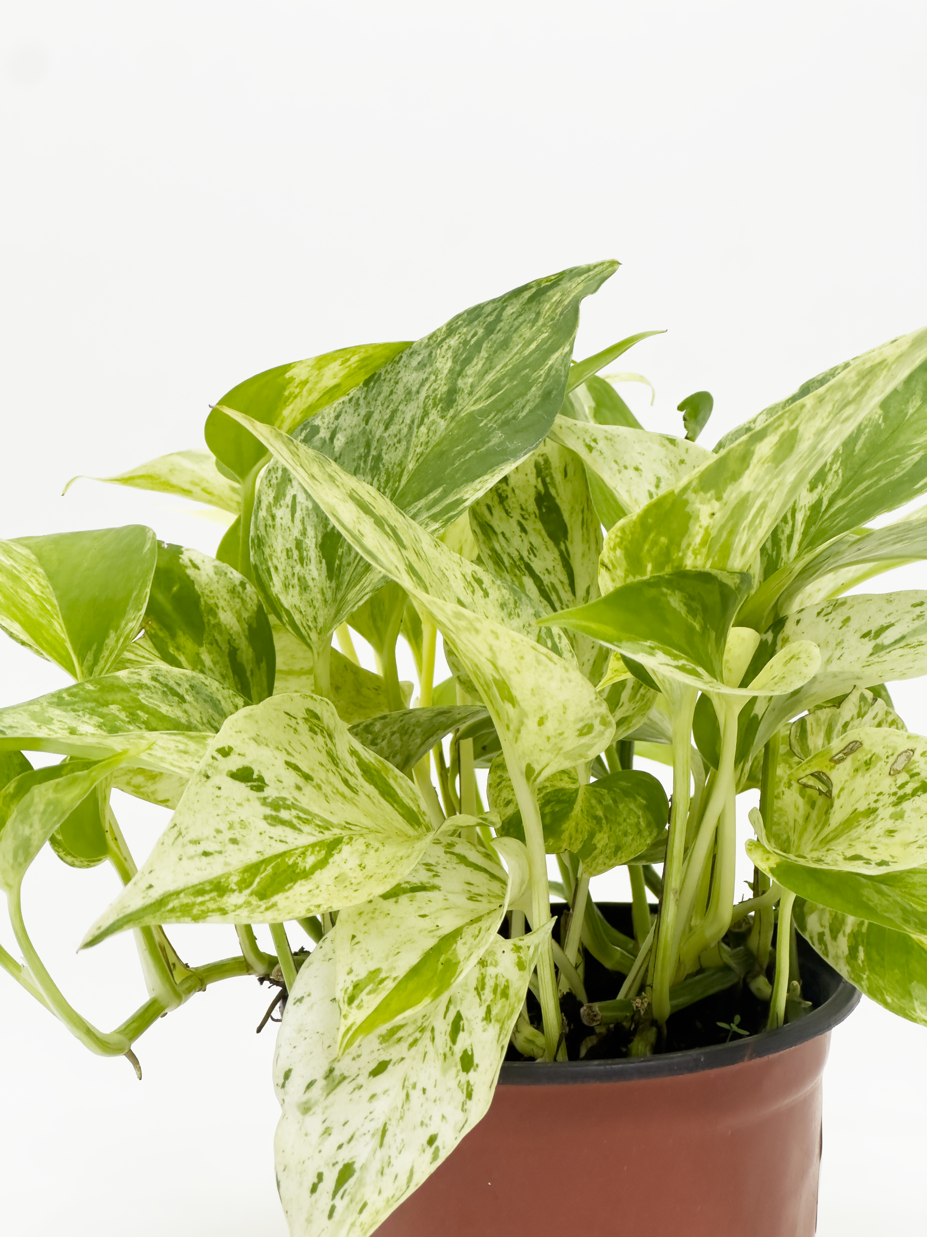 Scindapsus Aureum Marble Queen