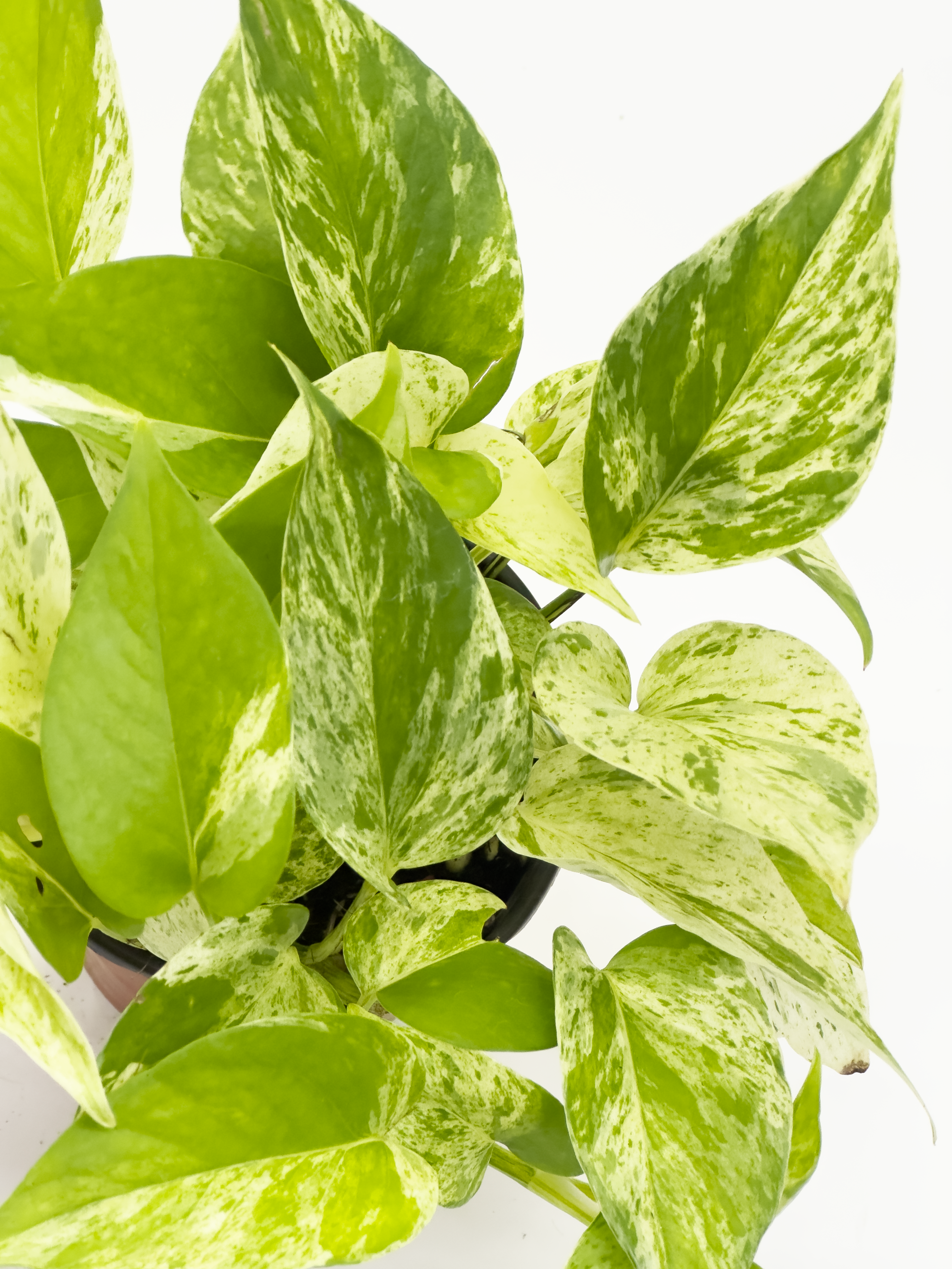 Scindapsus Aureum Marble Queen