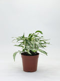 Syngonium Starlite