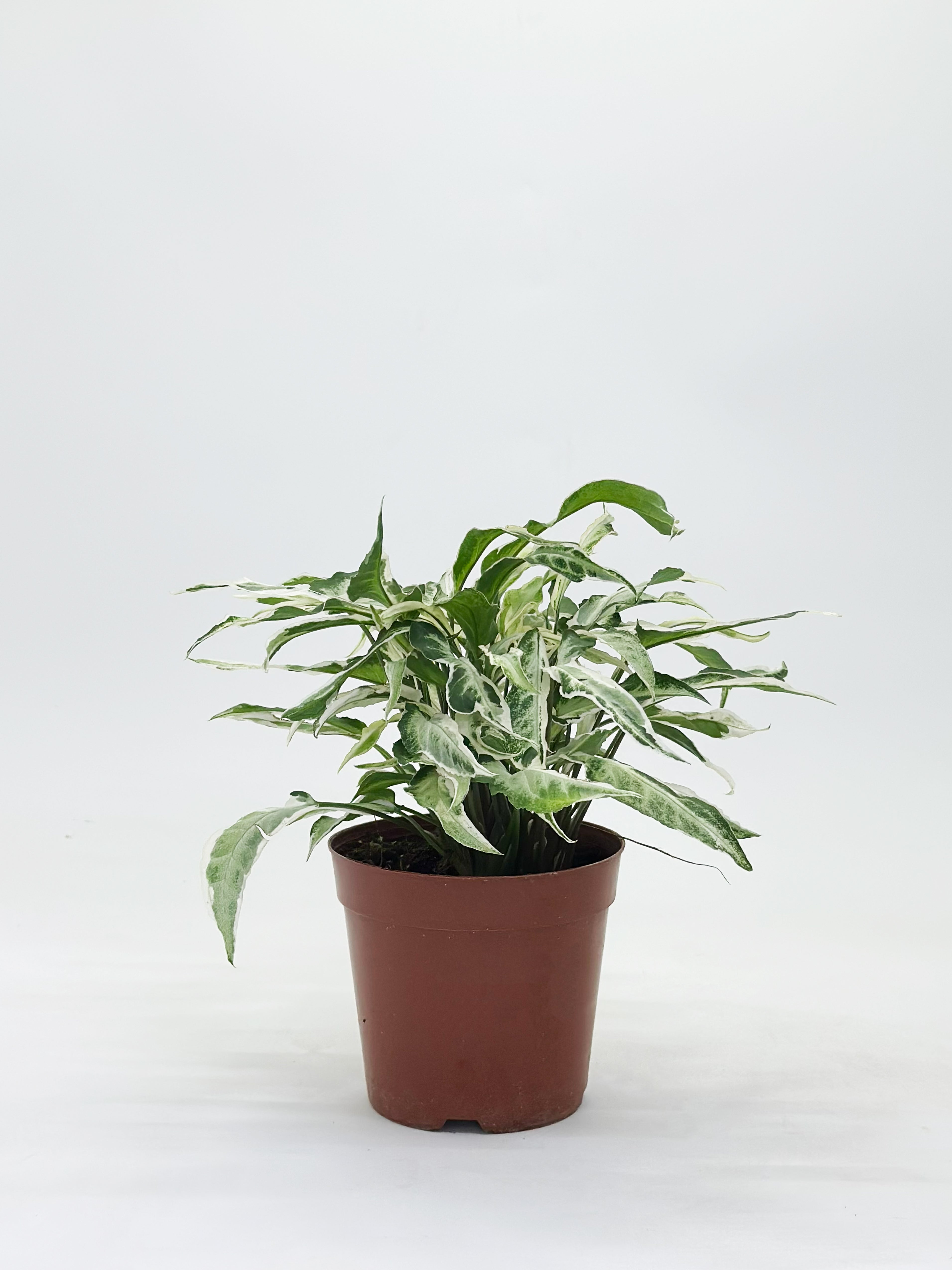 Syngonium Starlite