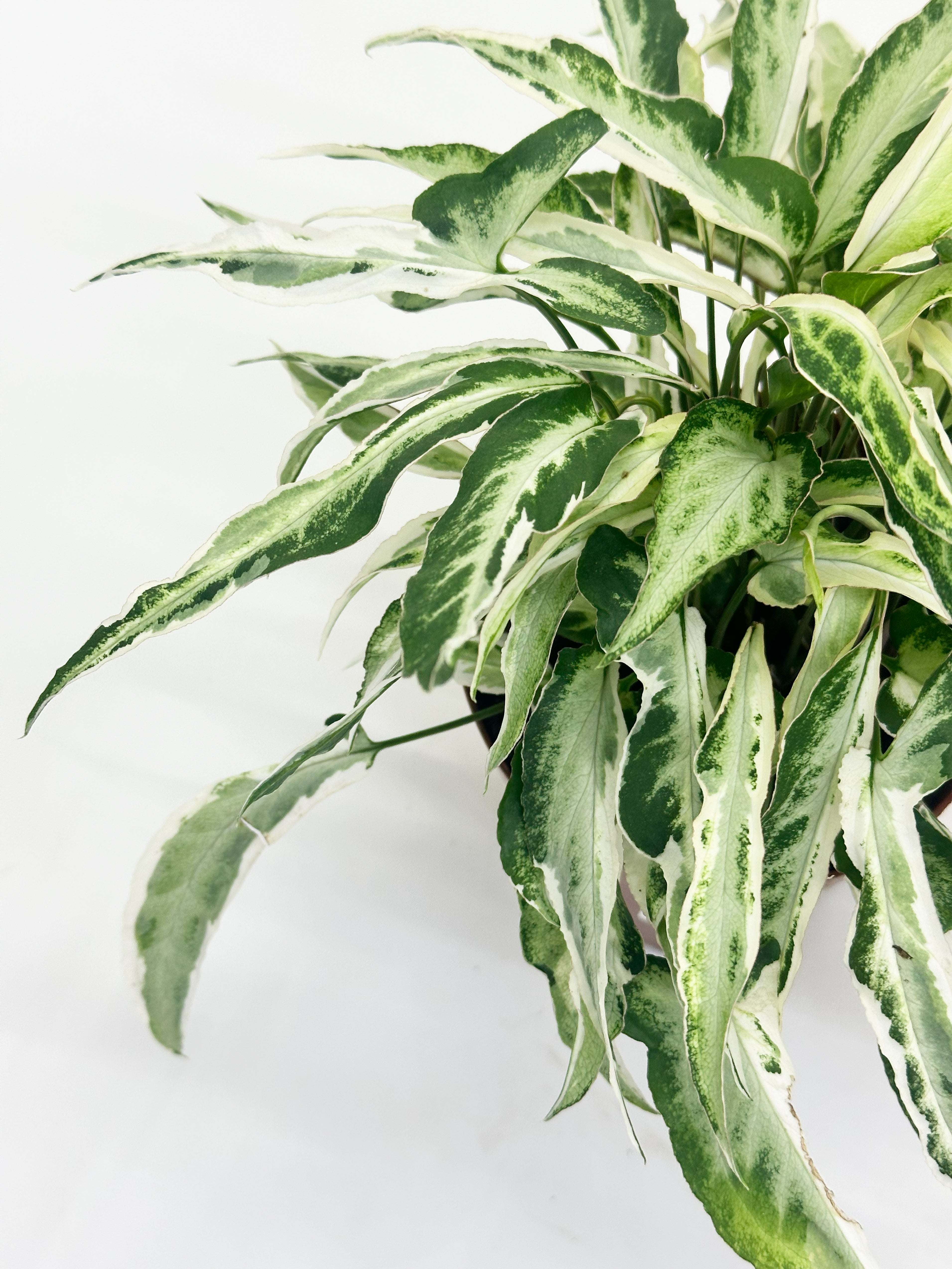 Syngonium Starlite