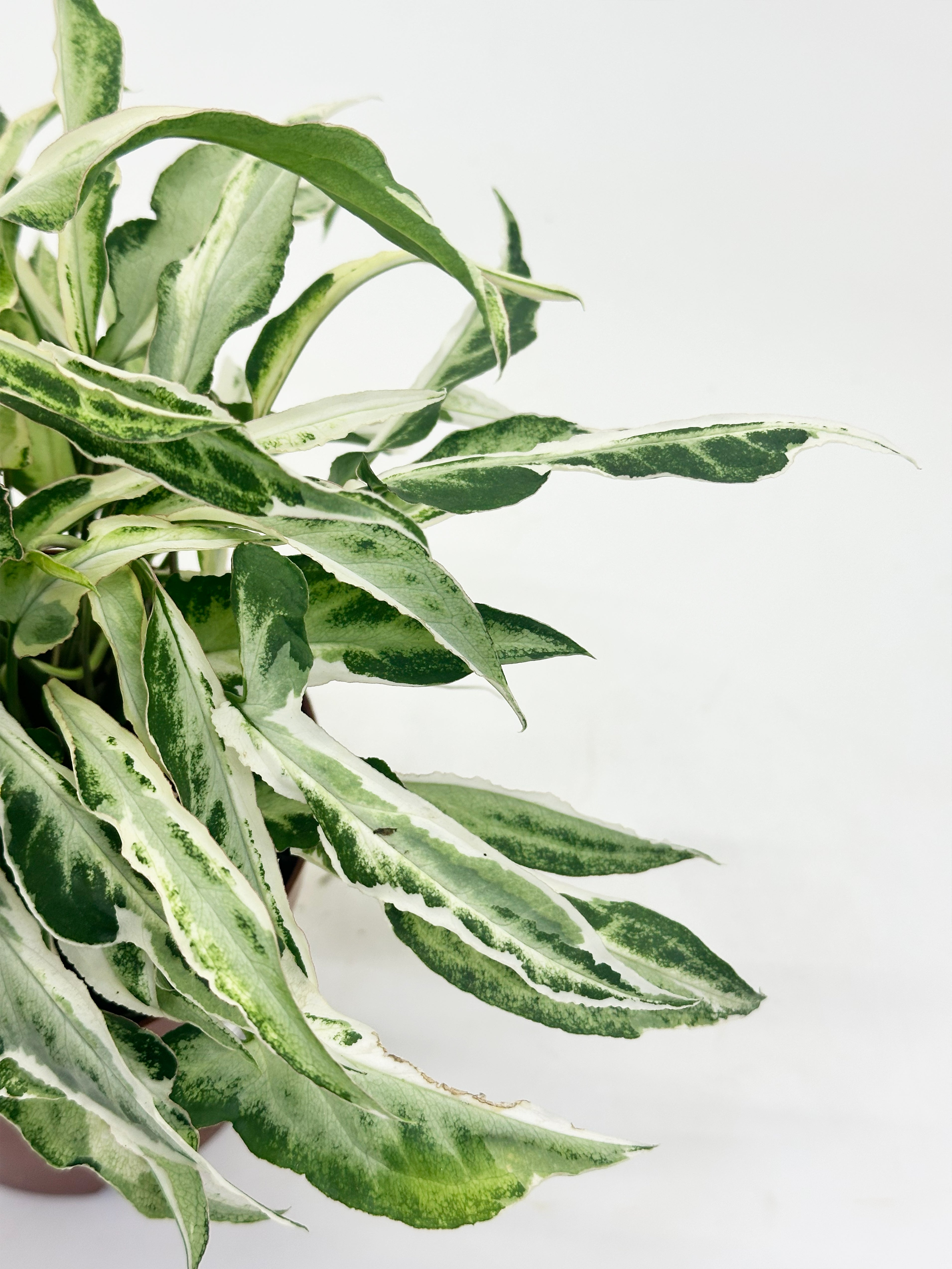 Syngonium Starlite