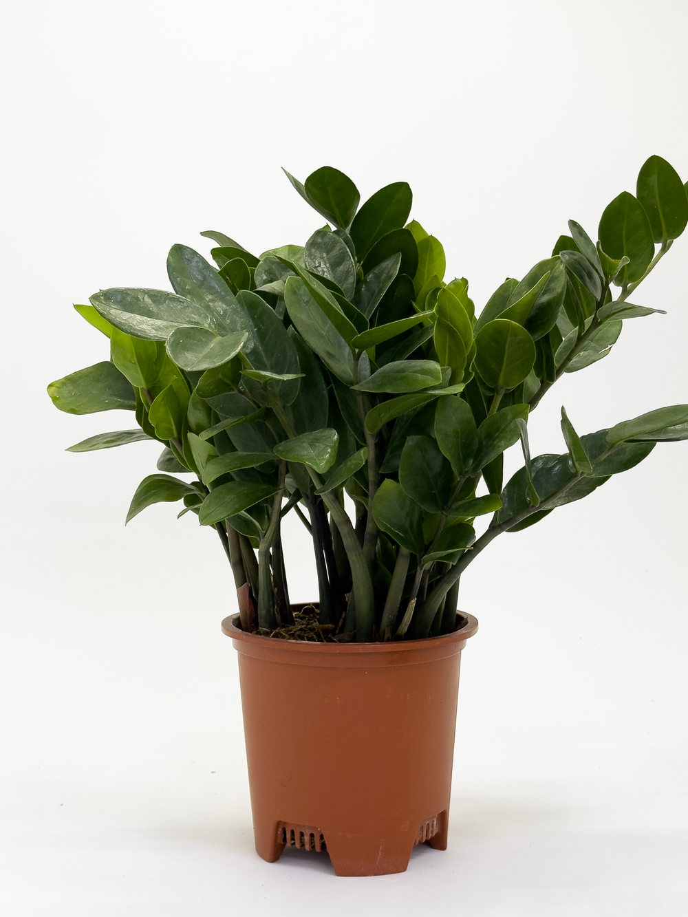Zamia Furfuracea Small Leaf