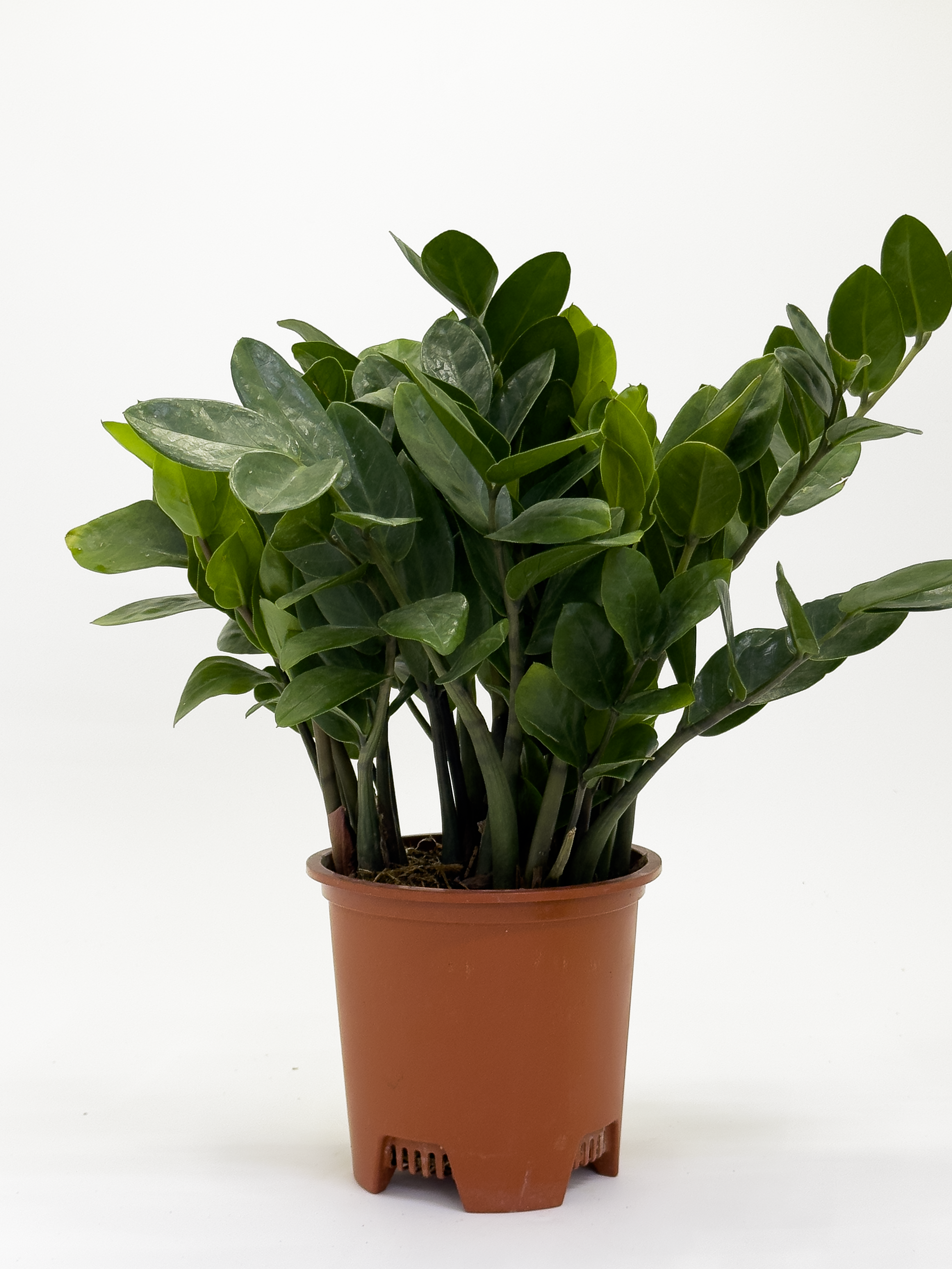 Zamia Furfuracea Small Leaf