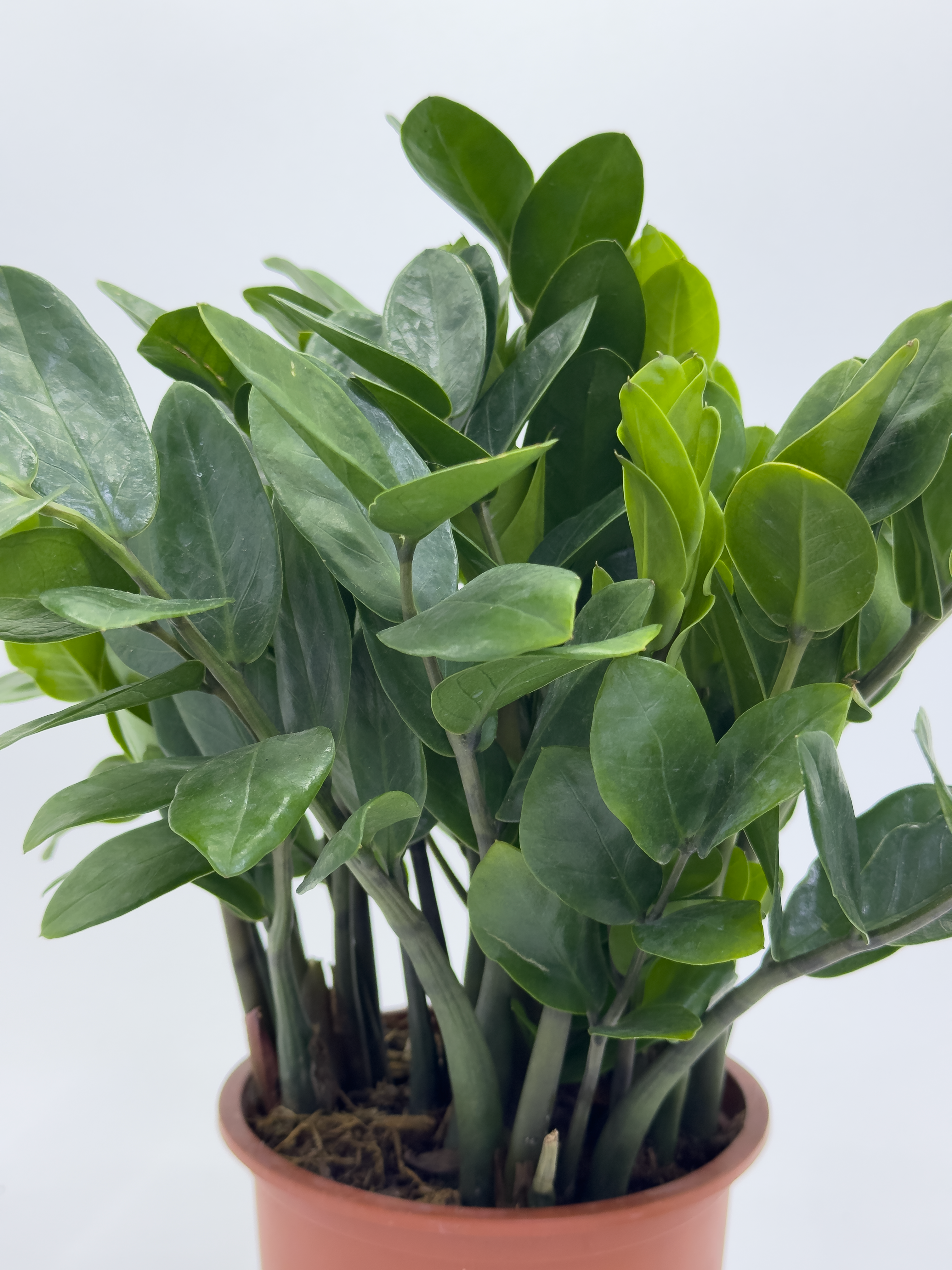 Zamia Furfuracea Small Leaf