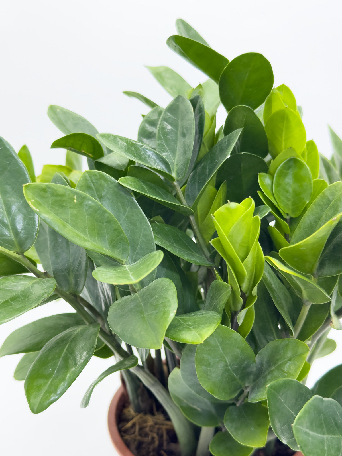 Zamia Furfuracea Small Leaf