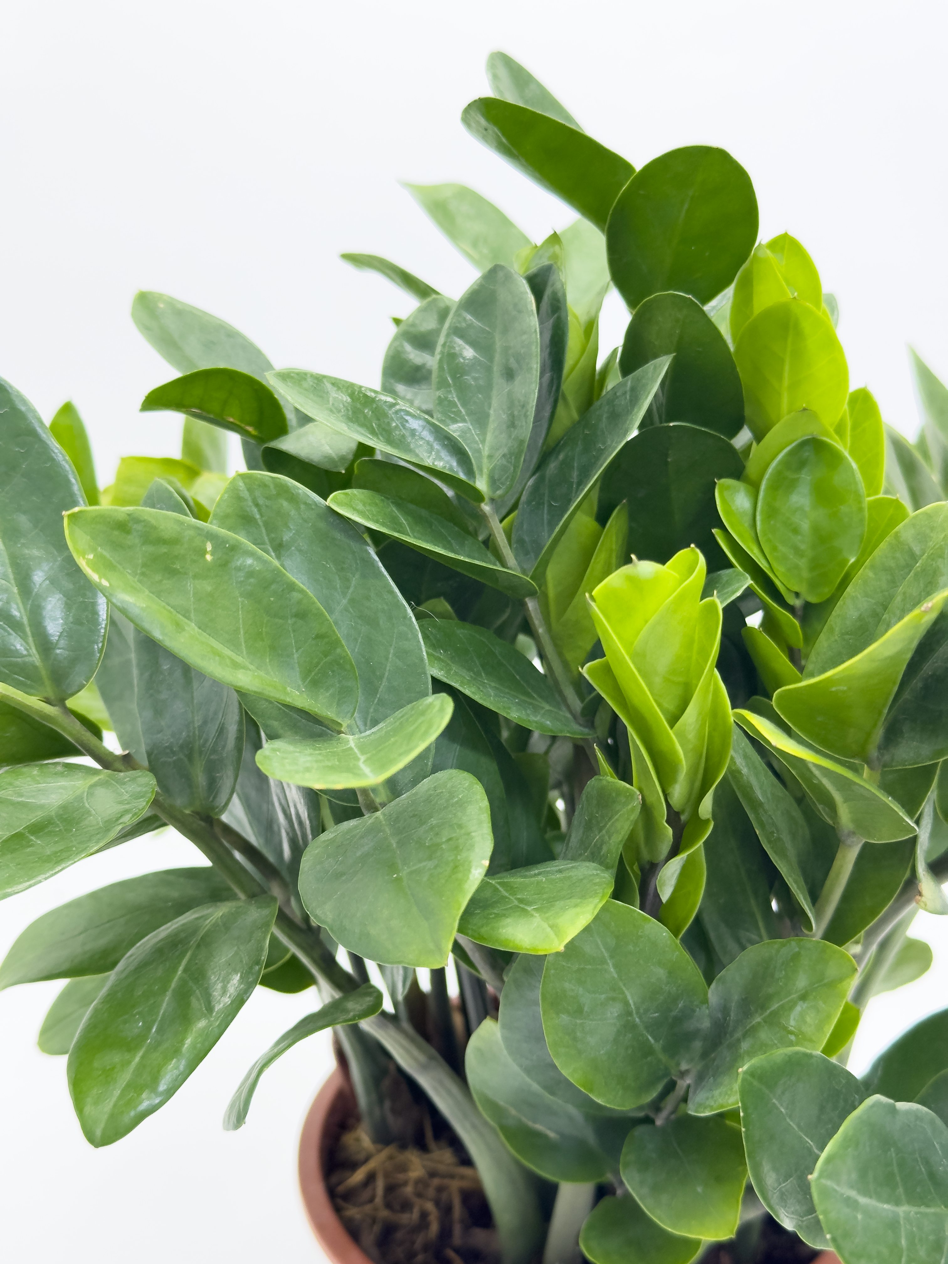Zamia Furfuracea Small Leaf